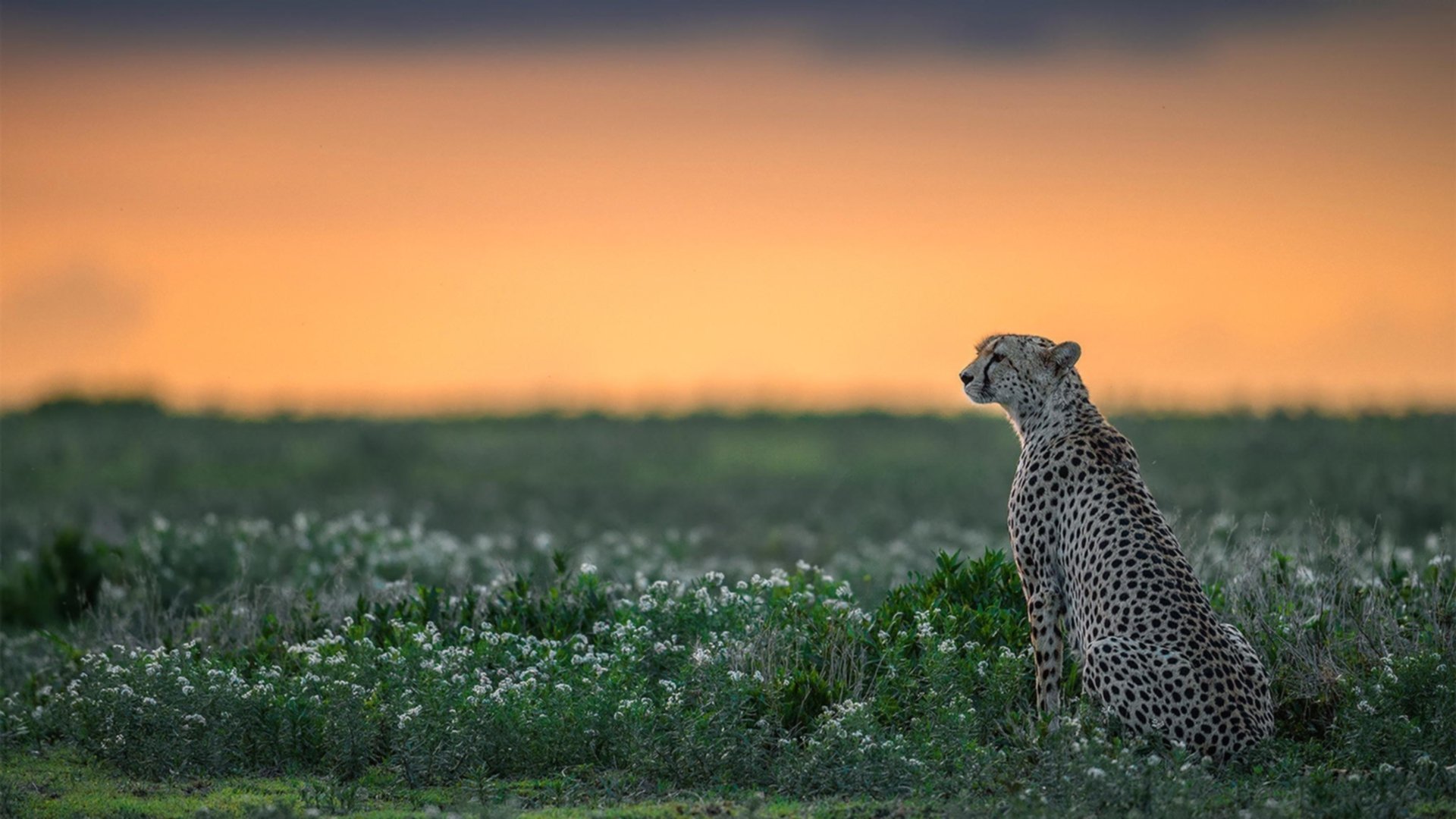 爱游戏-全黑队依靠全员参与防守，极大提升防线稳固性，全黑队服