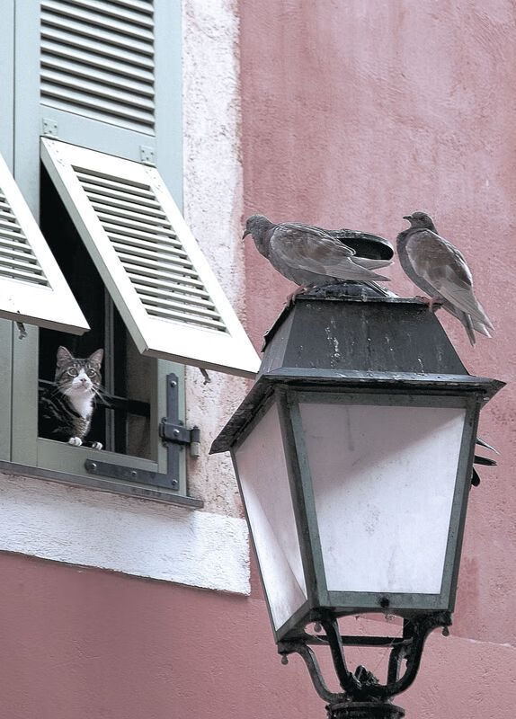 爱游戏-南非羚羊队的“闪电战”：快速反击与突破形成无情压力