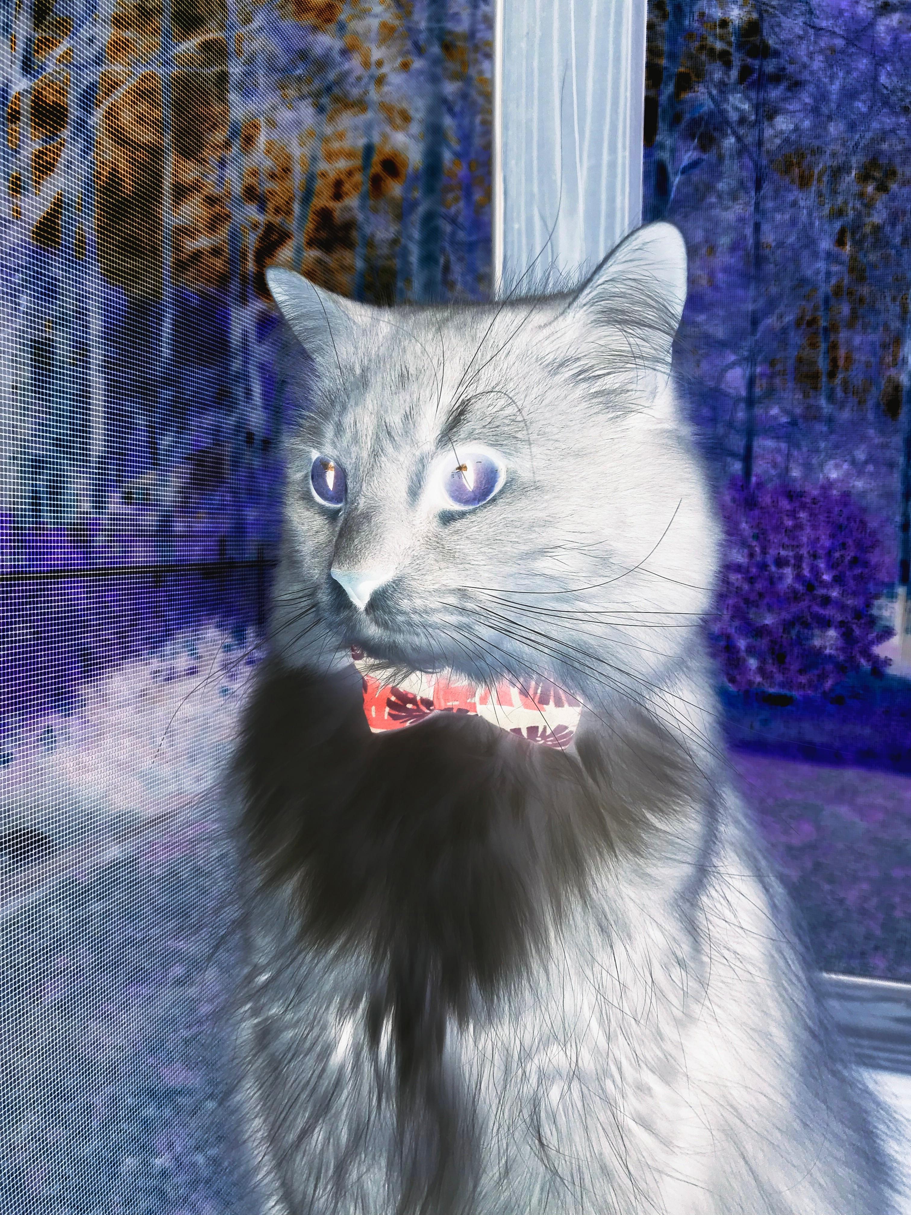 爱游戏入口-塞内加尔男篮在非洲锦标赛中继续奋战，追逐冠军梦想，塞内加尔非洲杯大名单