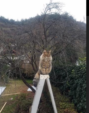 爱游戏体育-蛙泳之星覃海洋再次成为焦点，覃海洋个人资料简介