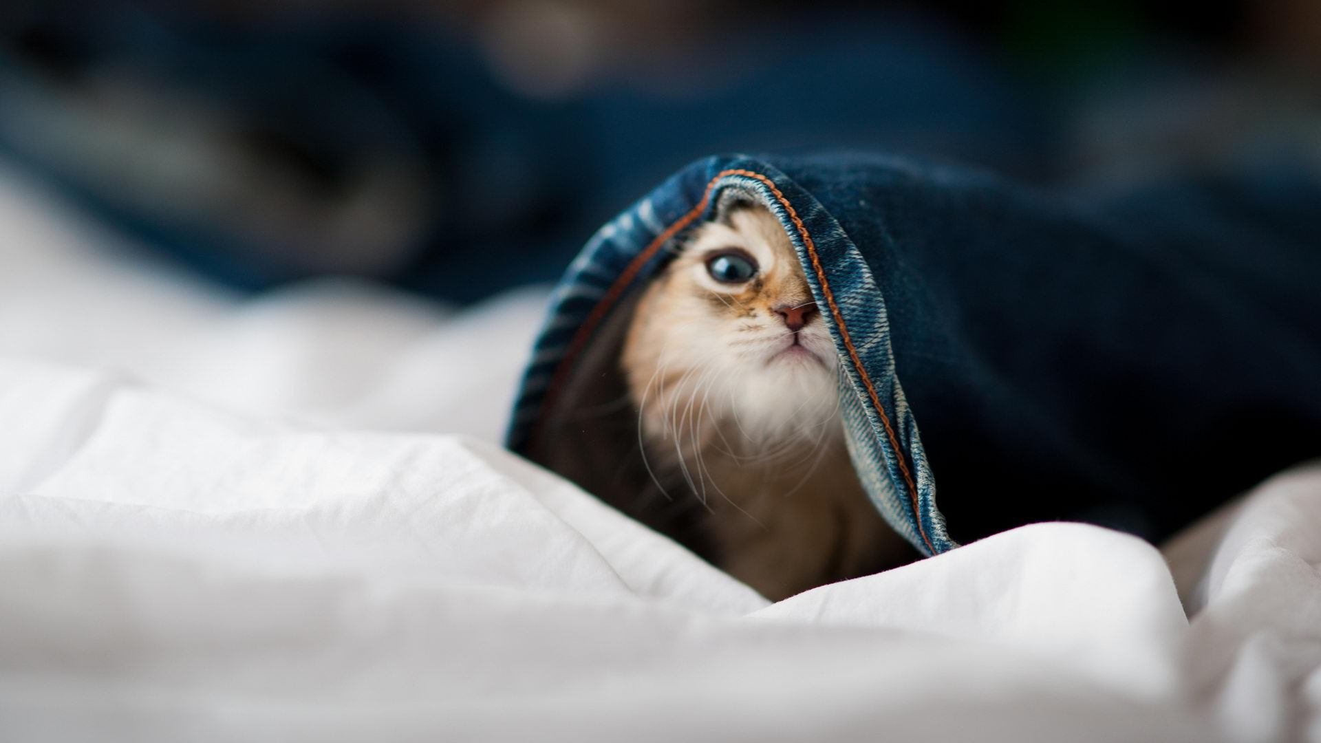 爱游戏体育官网-阿莱克西赛场表现引发媒体关注，阿莱克西亚同人图