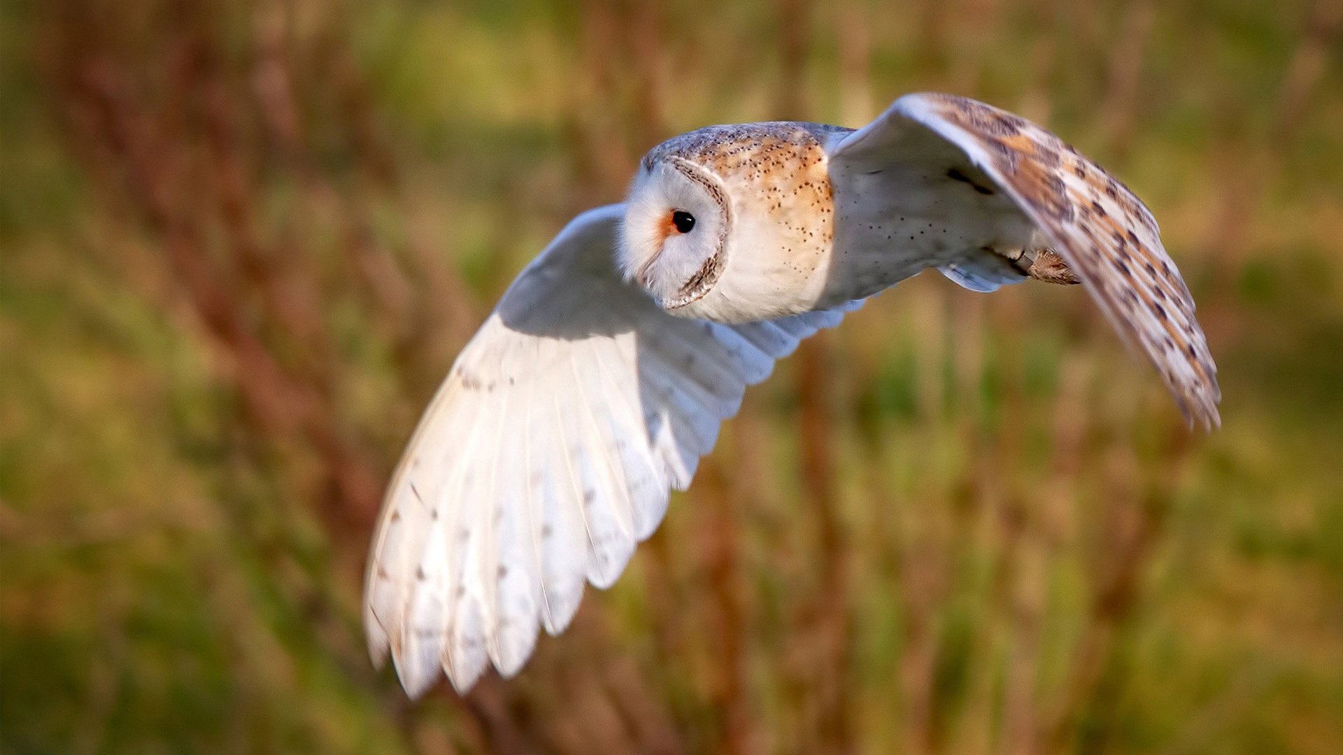 爱游戏体育app-雷霆赛后新闻发布会强调团队执行力提升，新赛季雷霆队球员名单