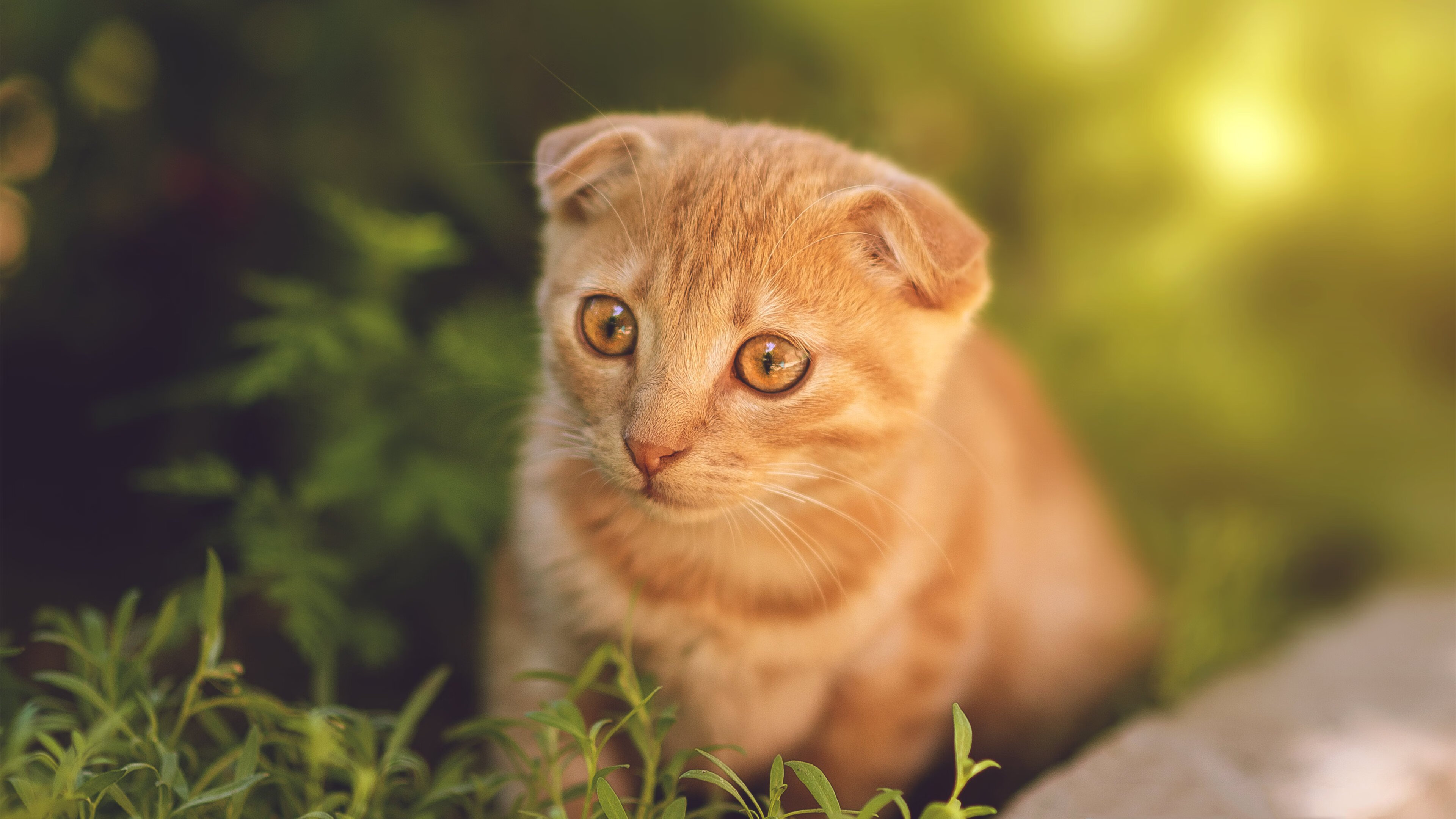 爱游戏官网app-青少年足球全球推广计划持续深化，未来之星培养加速，青少年足球大赛