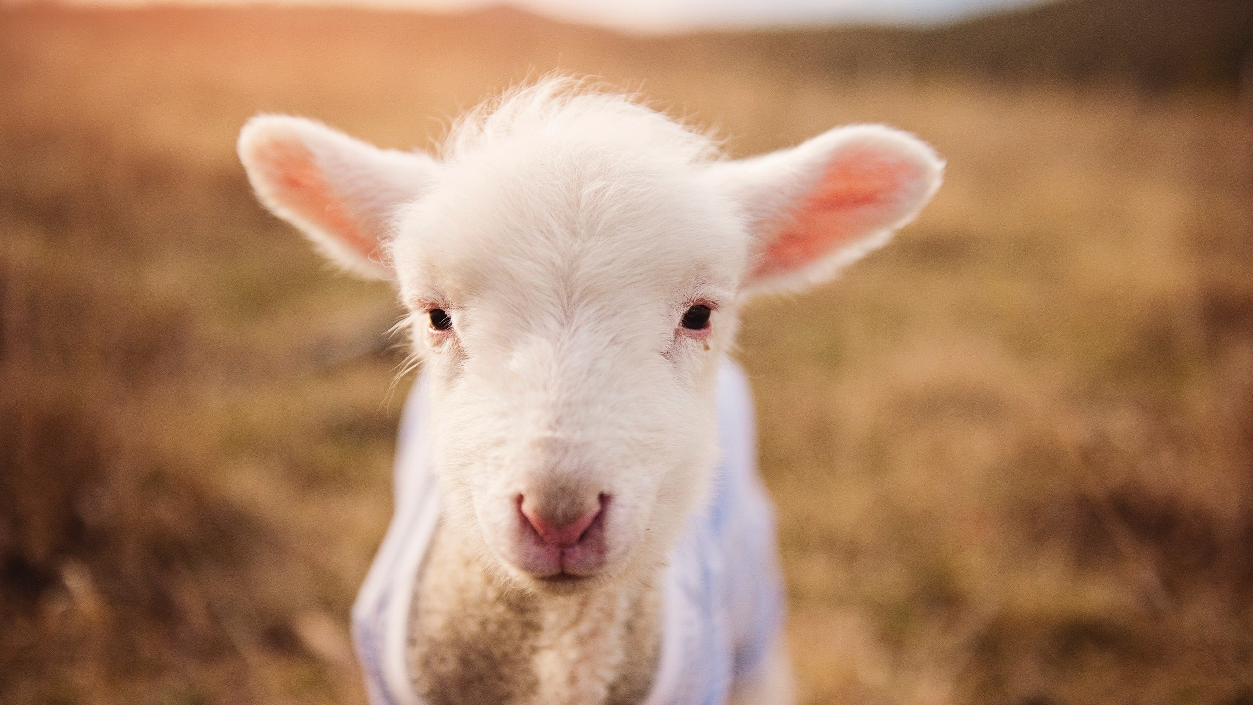 爱游戏ayx-高校篮球推动跨校联赛打破地域壁垒，高校篮球邀请赛