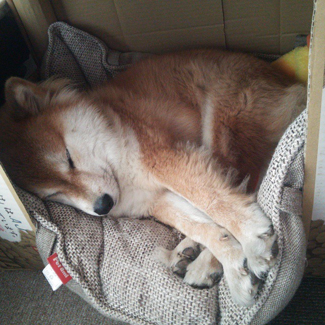 爱游戏app-麦金托什全程保持领先节奏展现霸气，麦金托什么