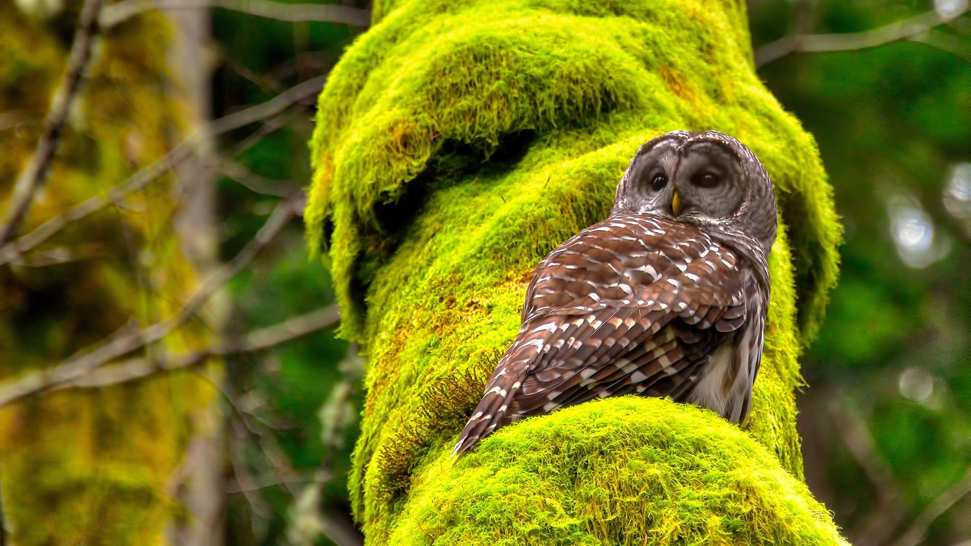 爱游戏app-Turner 身手敏捷，防守范围广